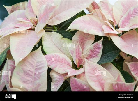 Poinsettia Pulcherima Showing Variegated Leaves Plants Are Usually Sold