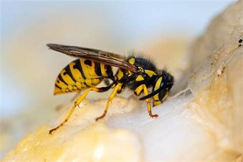 Exterminating services for philadelphia, newtown, wayne, west chester pa and surrounding areas. Royal Pest Solutions Acquired By Moyer Pest Control