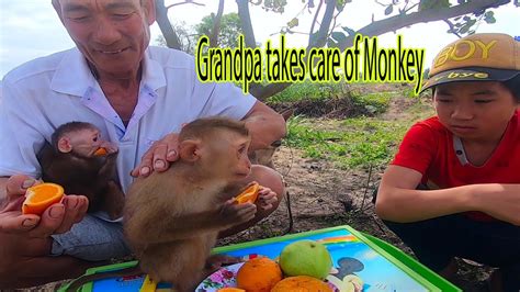 Grandpa Takes Care Of Monkey Sam And Asher Jr Youtube