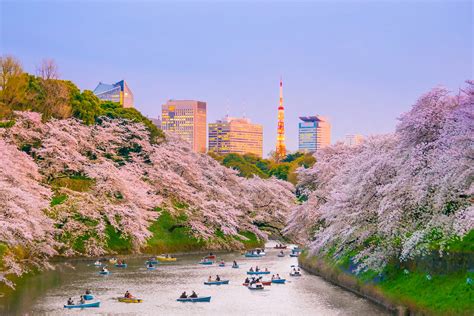 Japans Best Cherry Blossom Festivals For 2022 With Map And Images