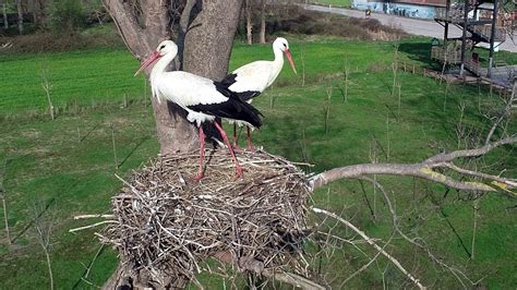 Storks Turn Back To Turkey With The Upcoming Spring Cgtn