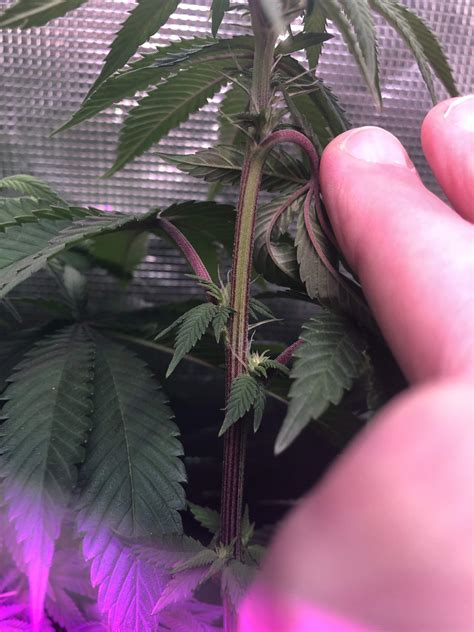 Red Stems Grow Question By Samdo Growdiaries