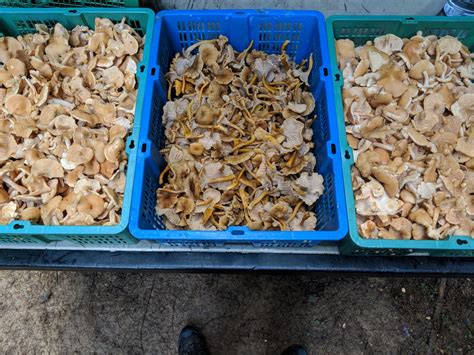 Guided Wild Mushroom Hunt And Hike For Up To Four In Northern