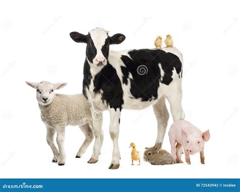 Group Of Farm Animals Stock Photo Image Of Vertebrate 72543942