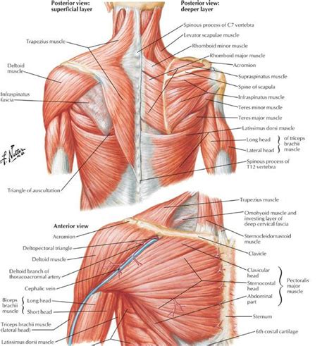 Anatomy human torso upper illustrations & vectors. Upper Body Anatomy | Shoulder muscle anatomy, Neck muscle ...