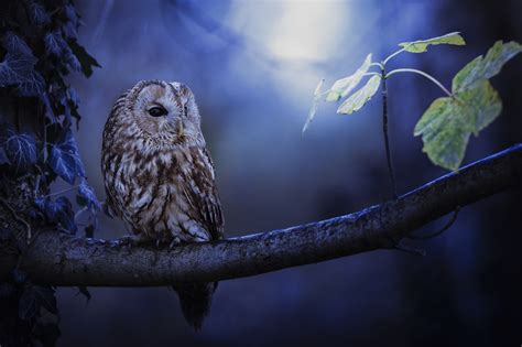 Tawny Owl In Moonlight Hd Animals 4k Wallpapers Images Backgrounds