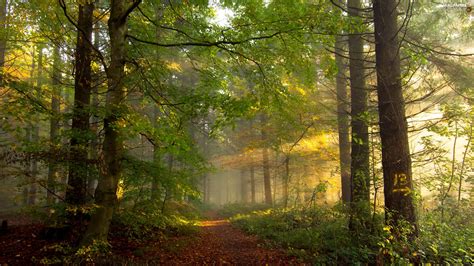 Path Forest Trees Viewes Luminosity Sunny Sun Flash Ligh For