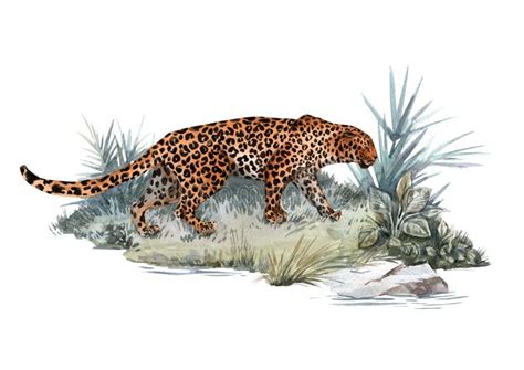 Watercolor Jaguar Illustration Stock Illustration Illustration Of