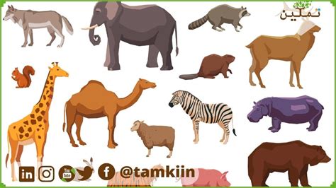 أنواع الحيوانات في البيئات المختلفة Tamkiin تمكين