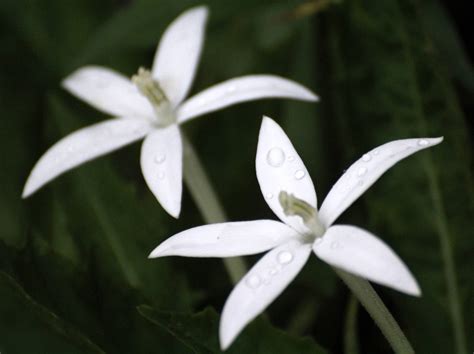 Identification Identifying This White Wildflower Gardening