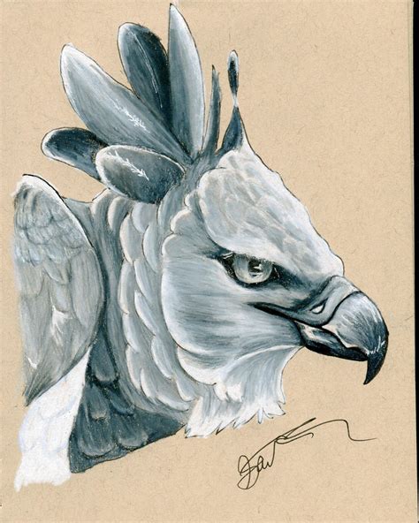 Harpy Eagle By Ordinaryredtail On Deviantart