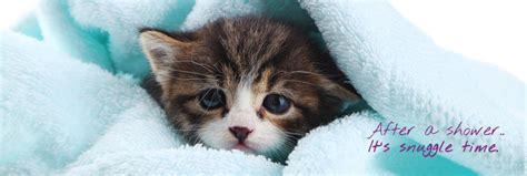 Has anyone ever had their cat bathed and groomed at petco? Cat Grooming Services | Feline Spa Service