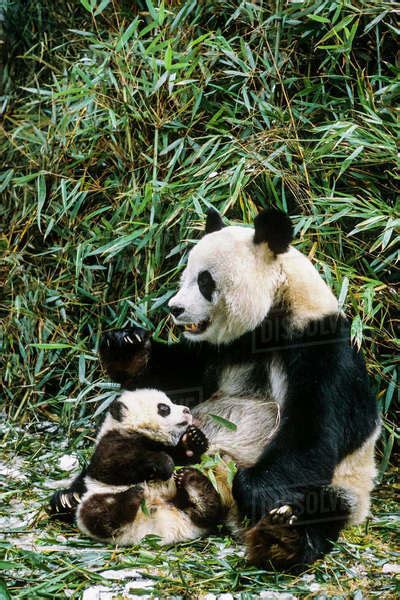 Giant Panda Mother And Cub Wolong Panda Preserve Sichuan Province China