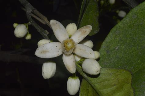 Citrus Sinensis Efloraofindia