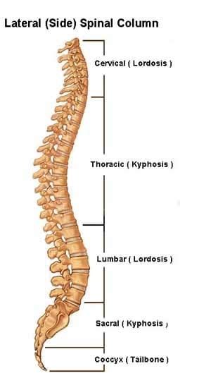 Vertebral Column Backbone Of The Spine Florida Joint And Spine Institute