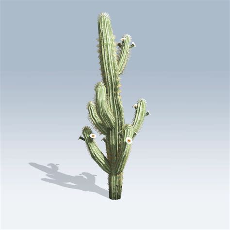 Scything this tree will kill it. Saguaro Cactus (v6) - SpeedTree