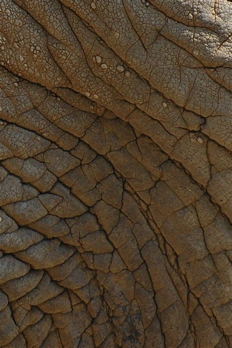 Even if you have never seen one, it is likely that your mind can quite easily conjure up an image of this unique and curious creature. real elephant skin, texture for layer | real elephant skin ...