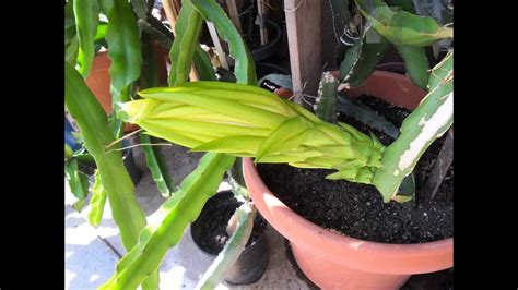Discovering dragon fruit botanical name: Update: Dragon Fruit Flower will bloom tonight - YouTube