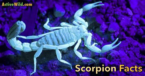 It was released as the first single from the album, and was a top 40 hit in at least five countries, including their native germany where it peaked at no. Learn About Scorpions: Scorpion Facts for Kids, Students ...