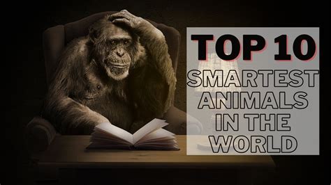 Top 10 Smartest Animals In The World Listten Net