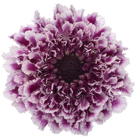 Scabiosa Purple Lace The Queens Flowers