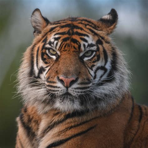 In season three, the year is 2027, and the world. Sumatran Tiger | Chester Zoo Tigers | Animals at the Zoo