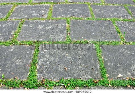 Gray Concrete Sidewalk Pavement Sprouting Green Stock Photo Edit Now