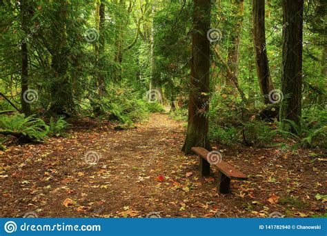Pacific Northwest Forest Hiking Trail Stock Photo Image Of Nature