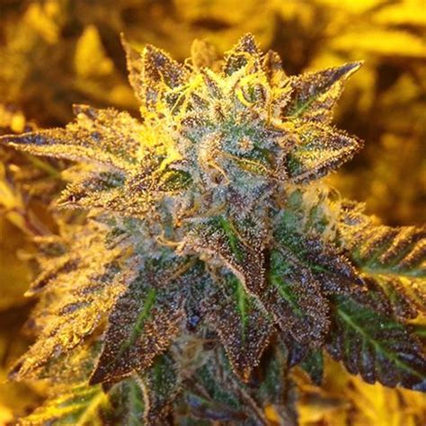 Maybe you would like to learn more about one of these? Gelato 33 Concrete Jungle Seeds FEM | Original Seeds Store