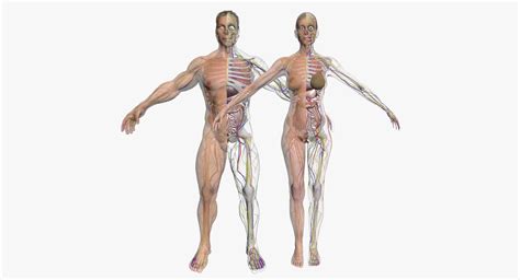 Full Female And Male Body Anatomy DSmax D Model Body Anatomy Male Body Anatomy Male Body
