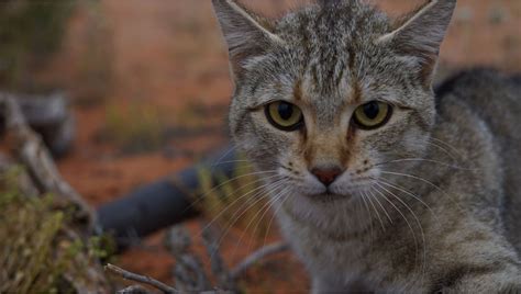 Both behaviors make the cat look bigger and more intimidating. New research: Feral cats now cover over 99.8 percent of ...