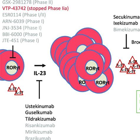 Pdf The Il 23il 17 Pathway In Human Chronic Inflammatory Diseases