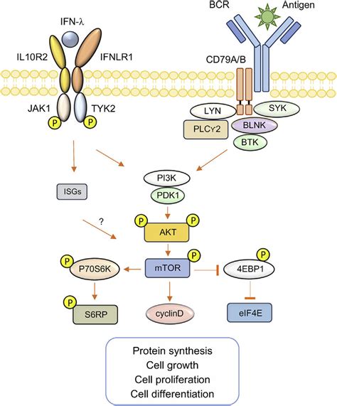 Interferon Gamma Signaling My Xxx Hot Girl