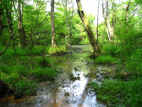 Hidden Springs Bog Days I