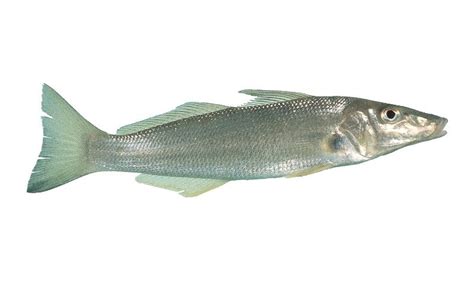 Watch Your Winter Whiting Limit