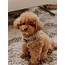 Where I Got Meela My Red Maltipoo  BLONDIE IN THE CITY