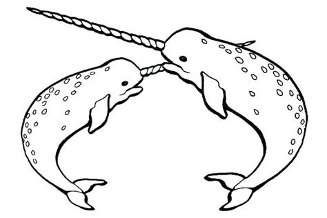 It is the longest tooth in the world, half the length of the narwhal's body, and resembles a spiral sword. Fat Unicorn Coloring Pages at GetColorings.com | Free ...