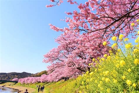 本日よりみなみの桜と菜の花まつり始まります🌸 | ブログ | 休暇村南伊豆【公式】