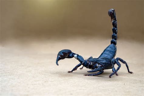 Premium Photo Close Up Scorpion On Isolated Background With Copy Space