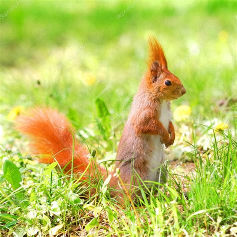 Cute Orange Squirrel Standing On The Grass With Flowers — Stock Photo