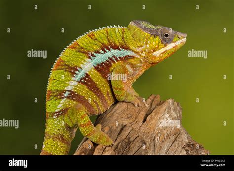 Panther Chameleon Furcifer Pardalis A Colourful Reptile From