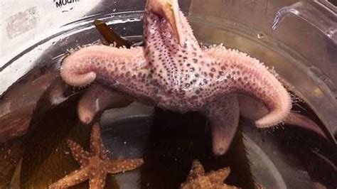 Starfish Making A Comeback Babies Spotted In Monterey Bay