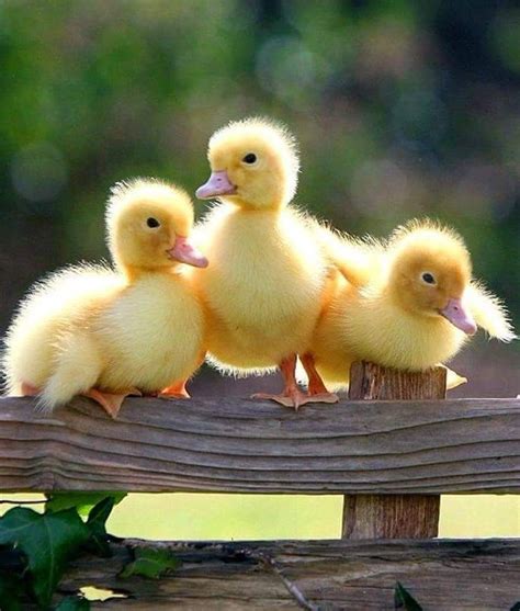 Pin By Satya On Ducky Cute Animals Cute Ducklings Cute Baby Animals