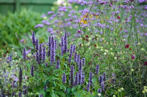 Hyssop Plant Information And Grow Guide Bbc Gardeners World Magazine
