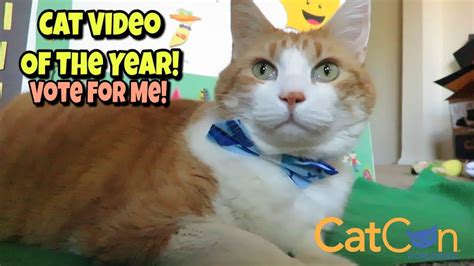Exciting News Vote For Me Catcon Awards Youtube