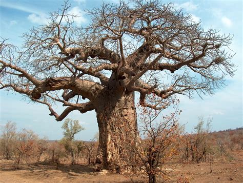 Kostenlose Foto Baum Ast Blume Wild Afrika Park Tourismus