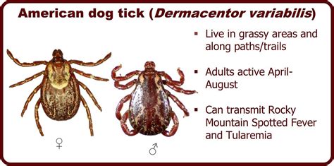 Kentucky Residents Can Submit Ticks To Uk For Examination