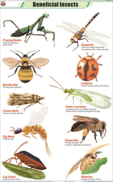 Overview Of Beneficial Garden Insects Beneficial Insects Insects