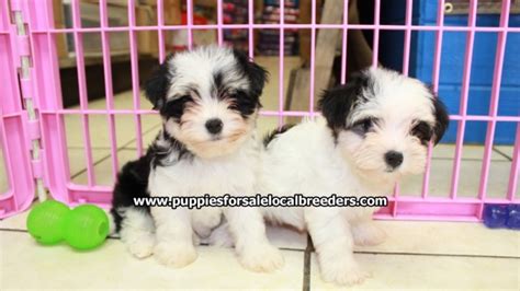 Puppies For Sale Local Breeders Beautiful Tri Color Morkie Puppies For