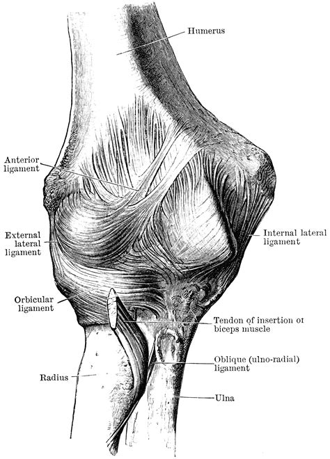 Anterior View Of The Elbow Joint Clipart Etc